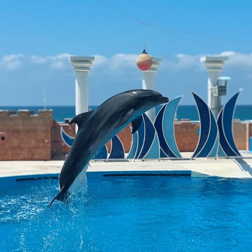 A dolphin jumping in a pool